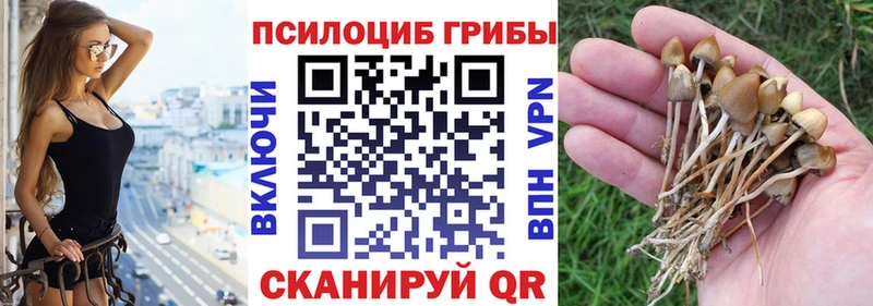 Псилоцибиновые грибы Psilocybine cubensis  где купить наркоту  Волгодонск 